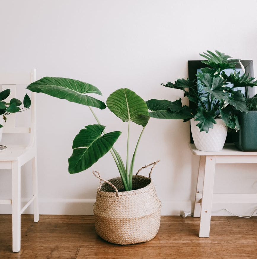 green plant on white wooden table
